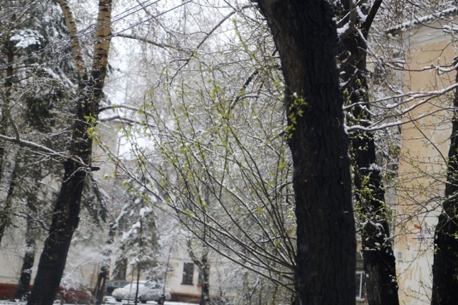Хабаровске выпал снег. В Хабаровске выпал снег. Когда выпадет снег в Хабаровске.
