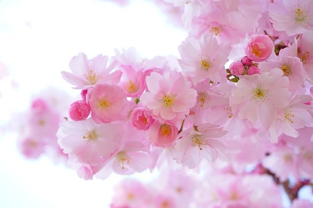 В Японии прекрасная пора цветения сакуры